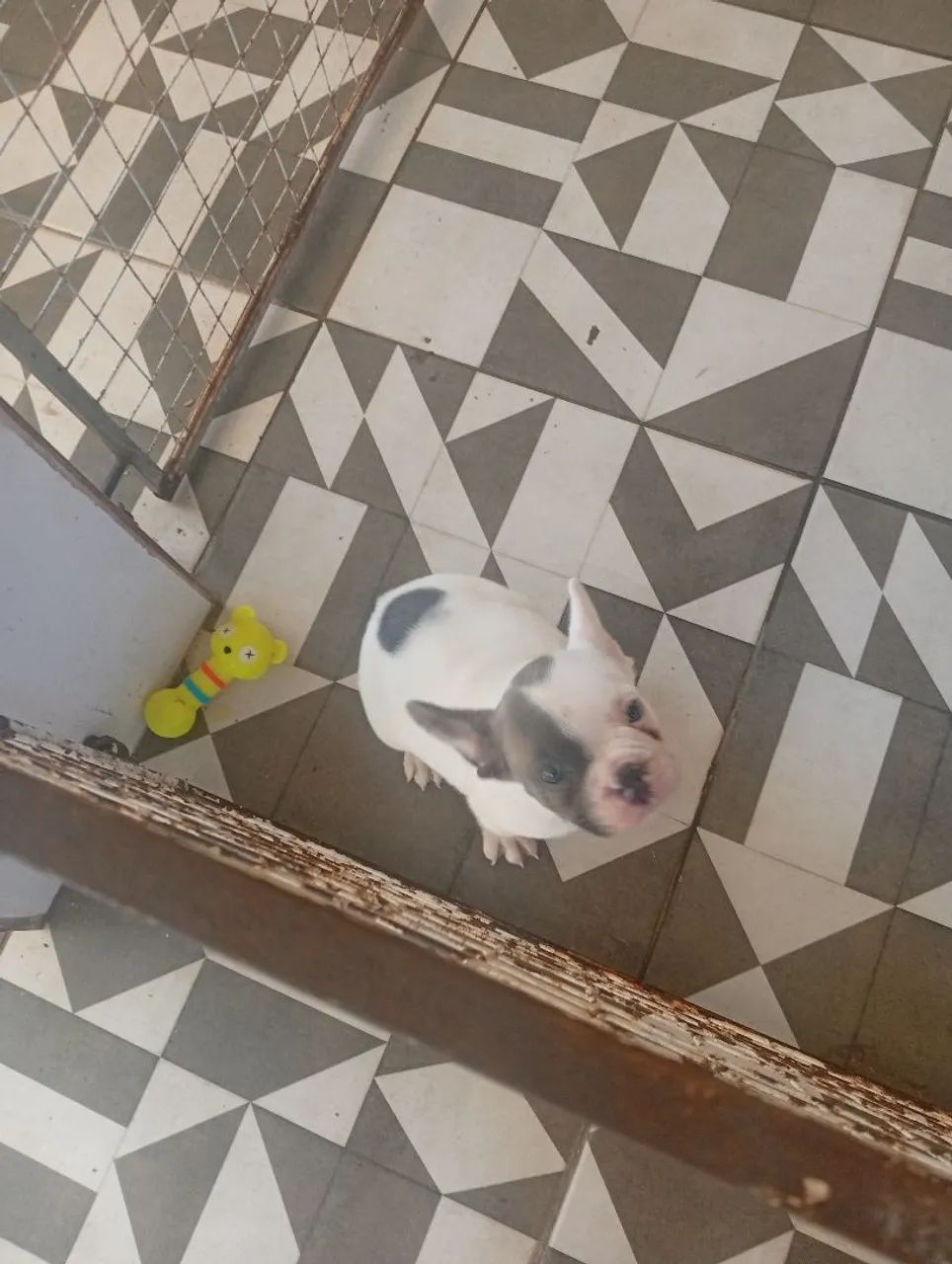 Vendo filhote de buldogue francês com 60 dias