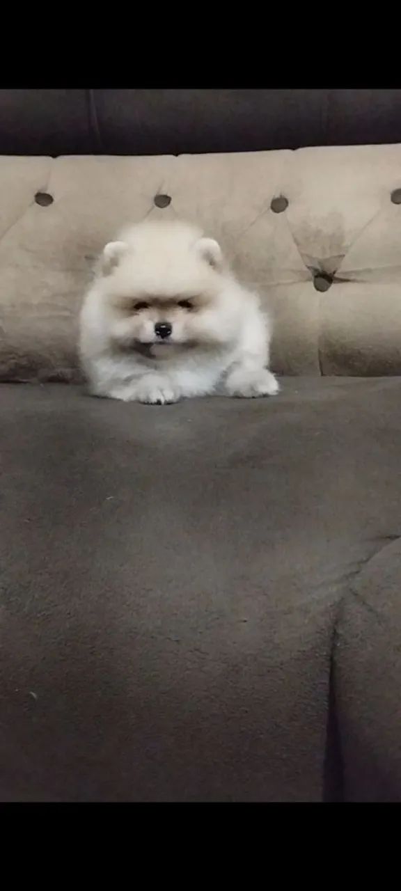 Bebê lindo de spitz - Foto 4
