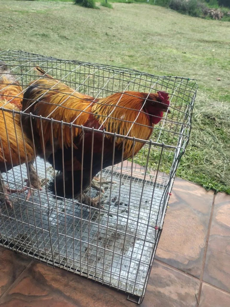 Galo Brahma  - Foto 2