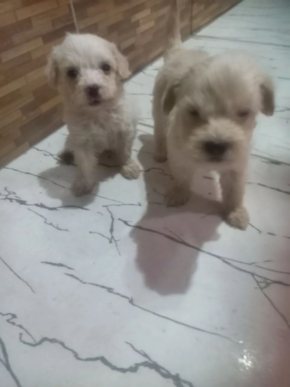 2 lindos filhotes de poodle  - Foto 2
