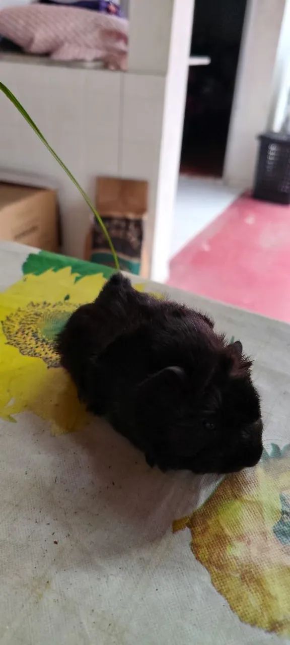 Porquinhos da Índia - Foto 2