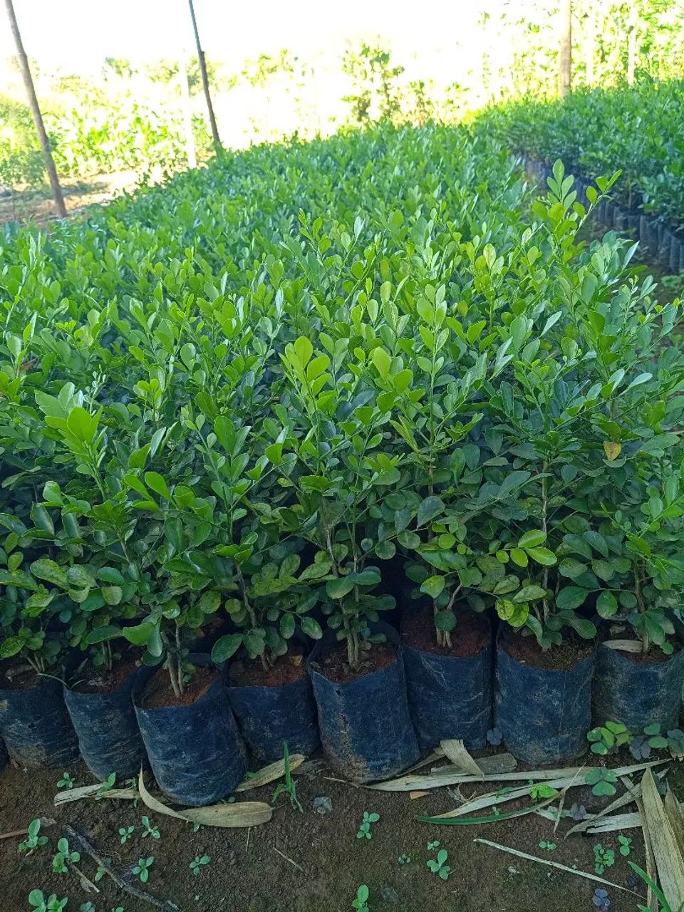 Murta - Foto 3