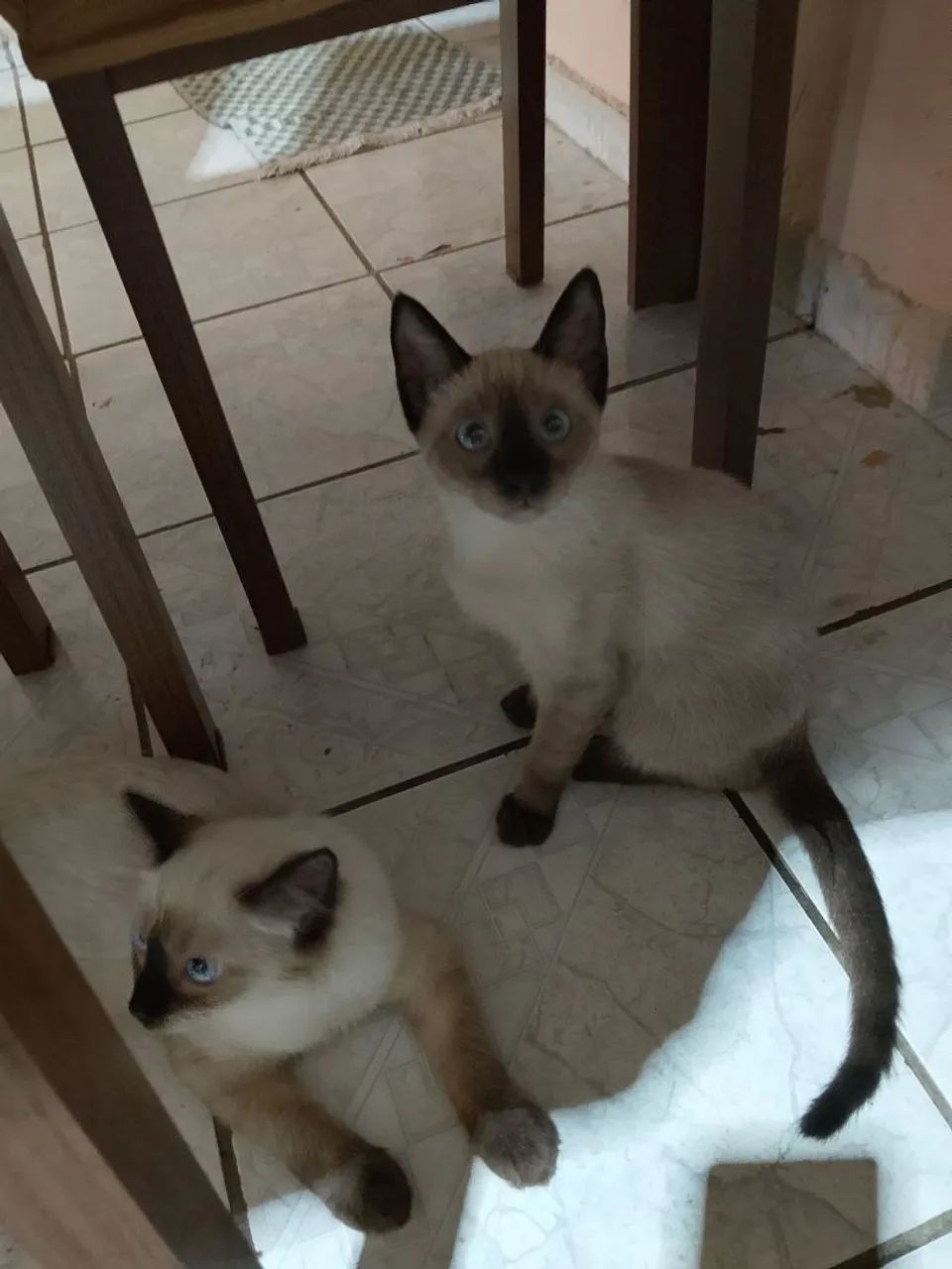 DOAÇÃO DE DOIS GATINHOS MACHOS