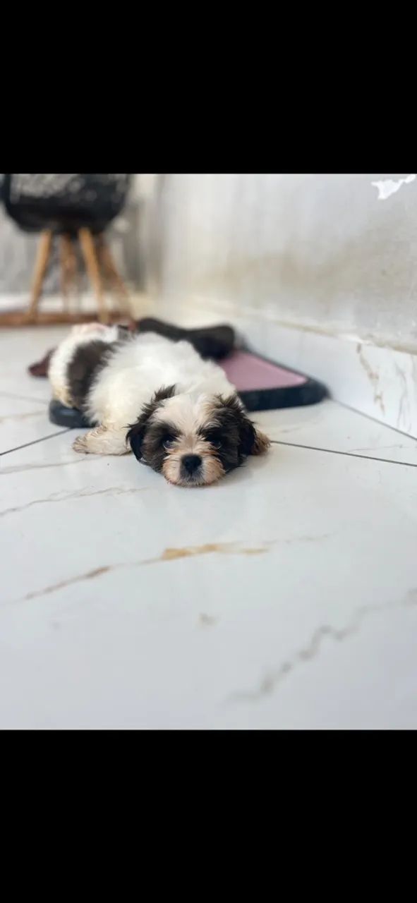 Shitzu a venda  - Foto 2