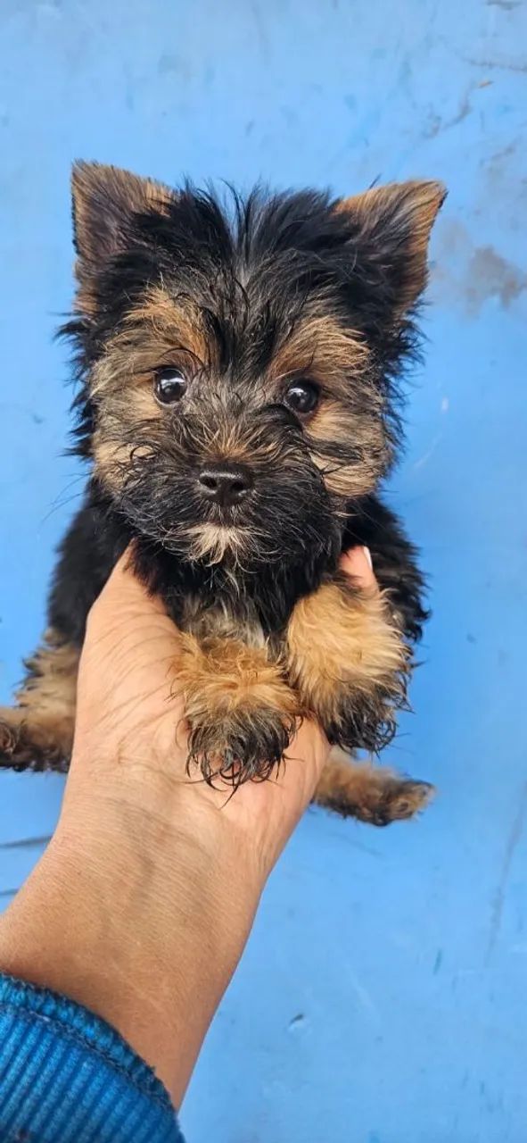 York shire machinho mini com 60 dias  - Foto 3