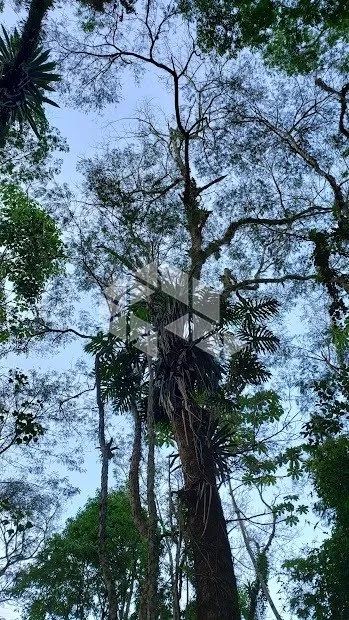 Terreno com 10.000 m² na Encantada em Garopaba SC - Foto 2
