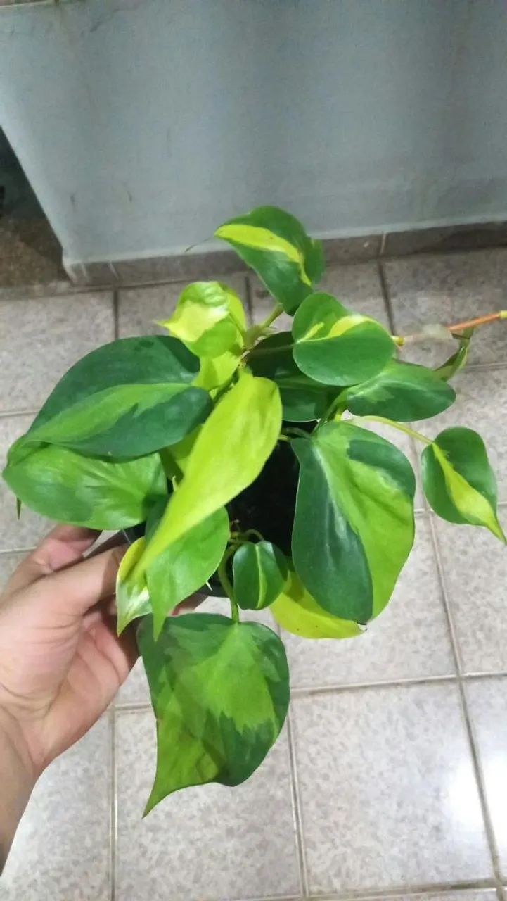 Plantas - Foto 3