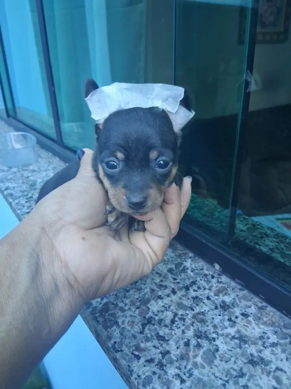 Femeas depinche - Foto 3