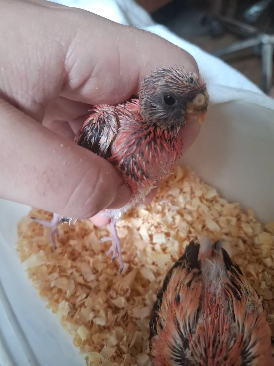 Pet rosa - Foto 2