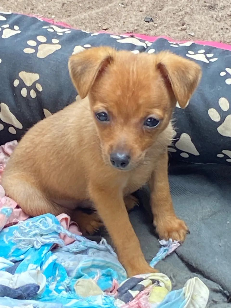 Filhotes de pinscher número 1 - Foto 5