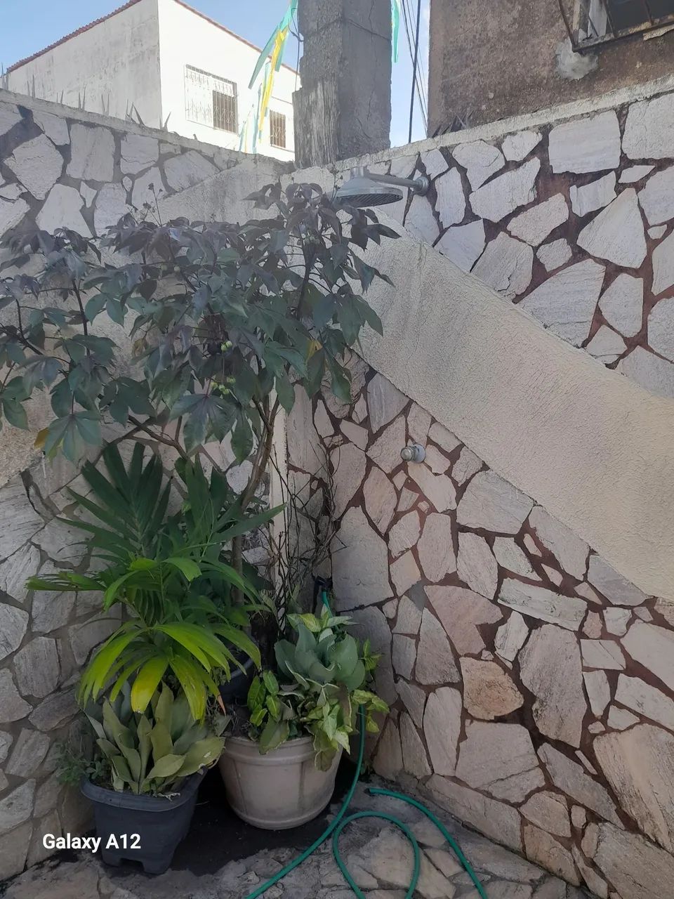 Doação de plantas - Foto 3