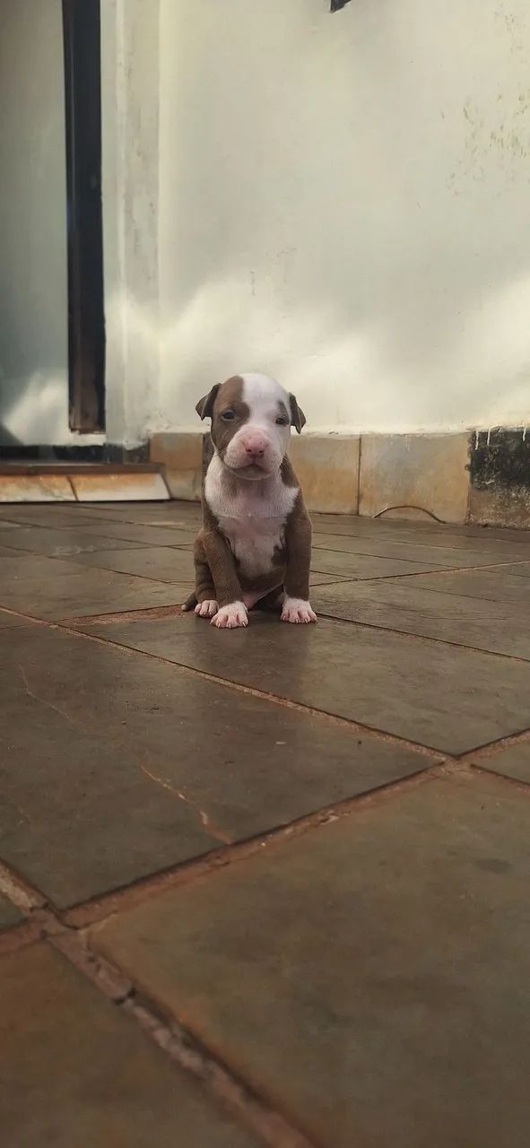 Pitbull  - Foto 2