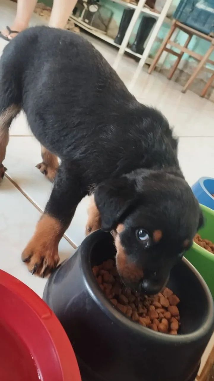 Filhote de Rottweiler macho  - Foto 4