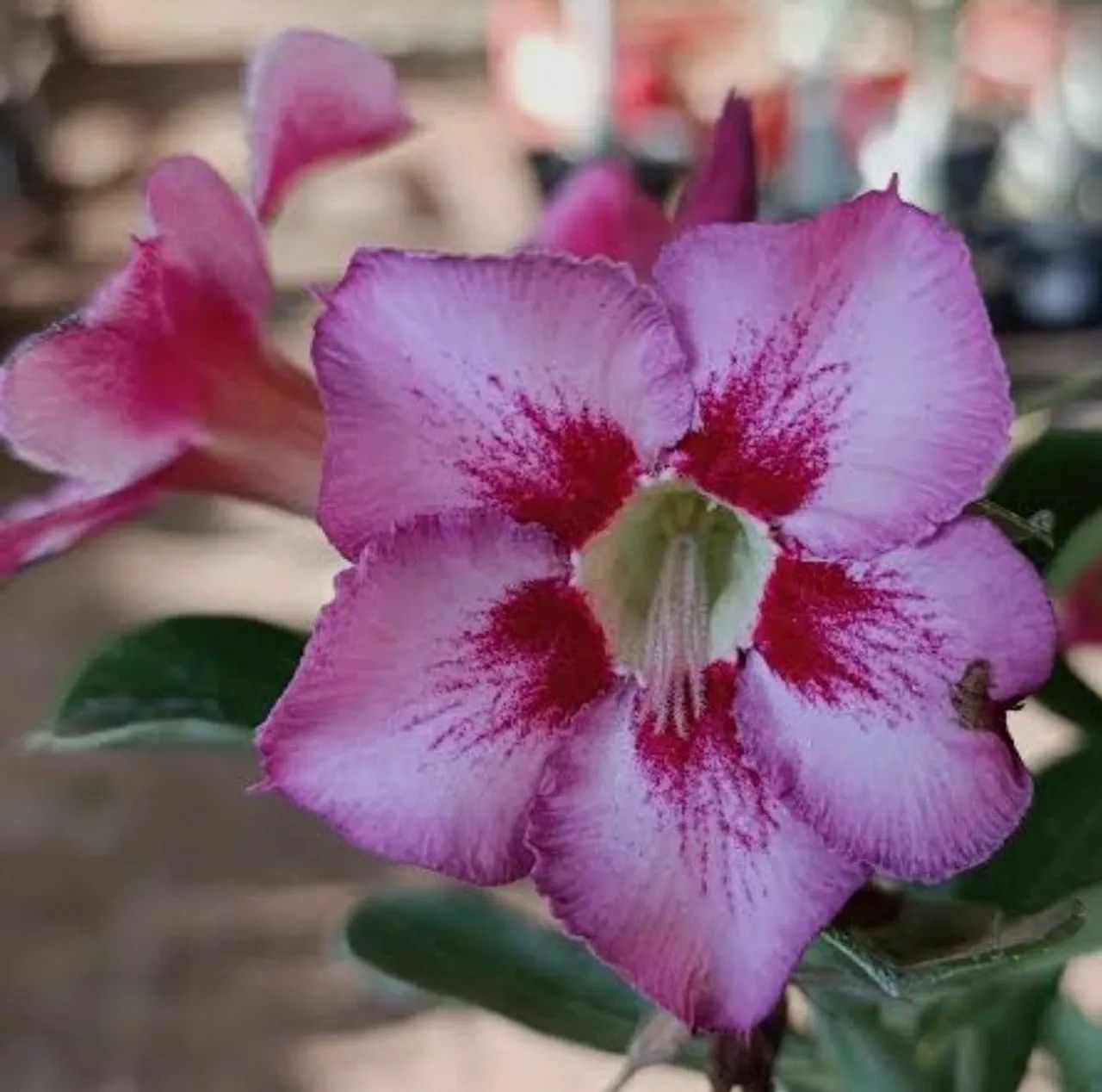 Rosa do deserto Singela  - Foto 3