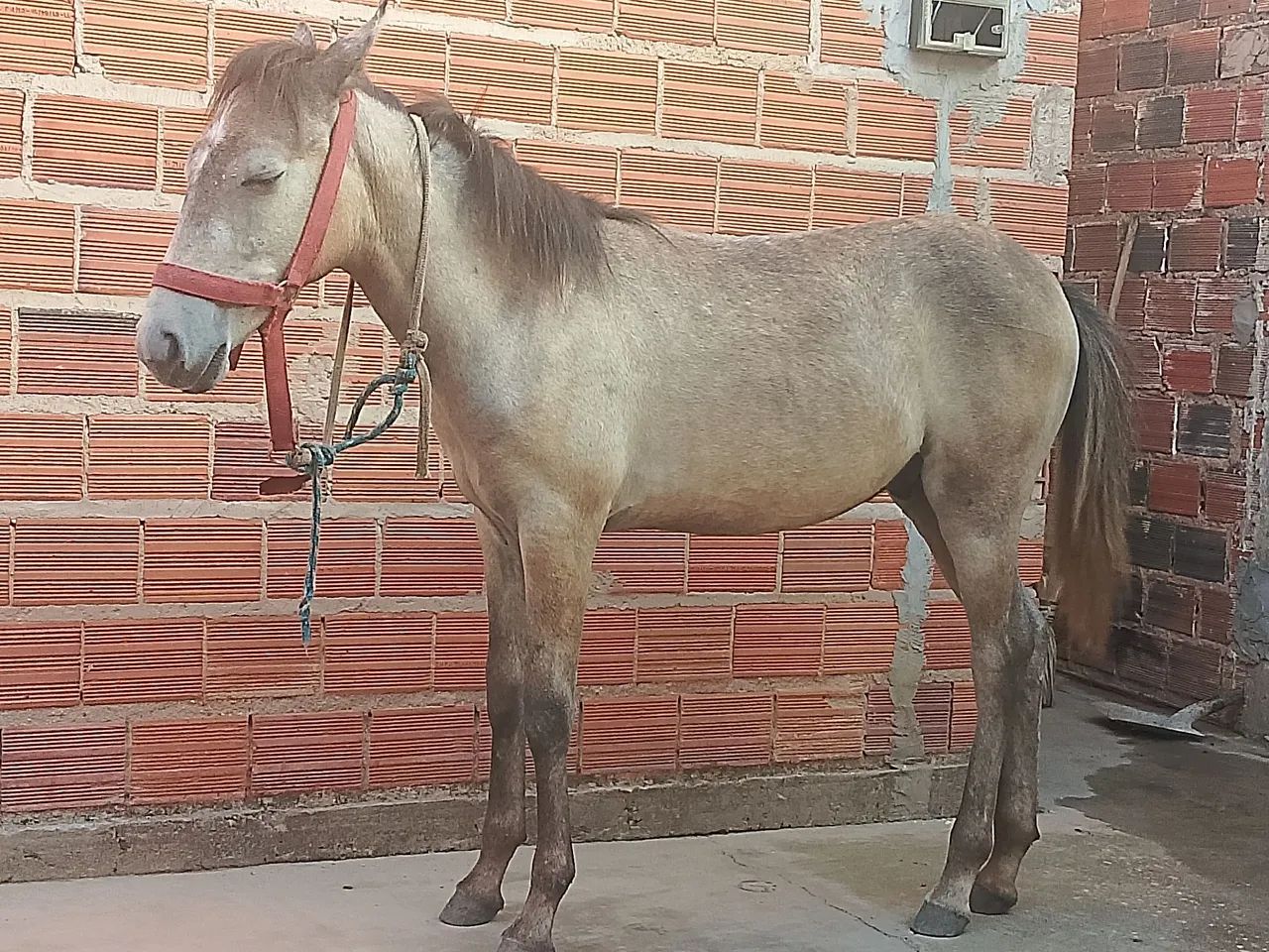 Potro  - Foto 2