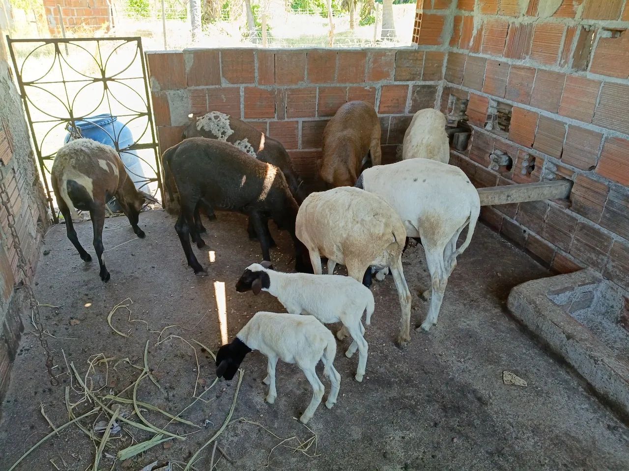 Carneiro  - Foto 4