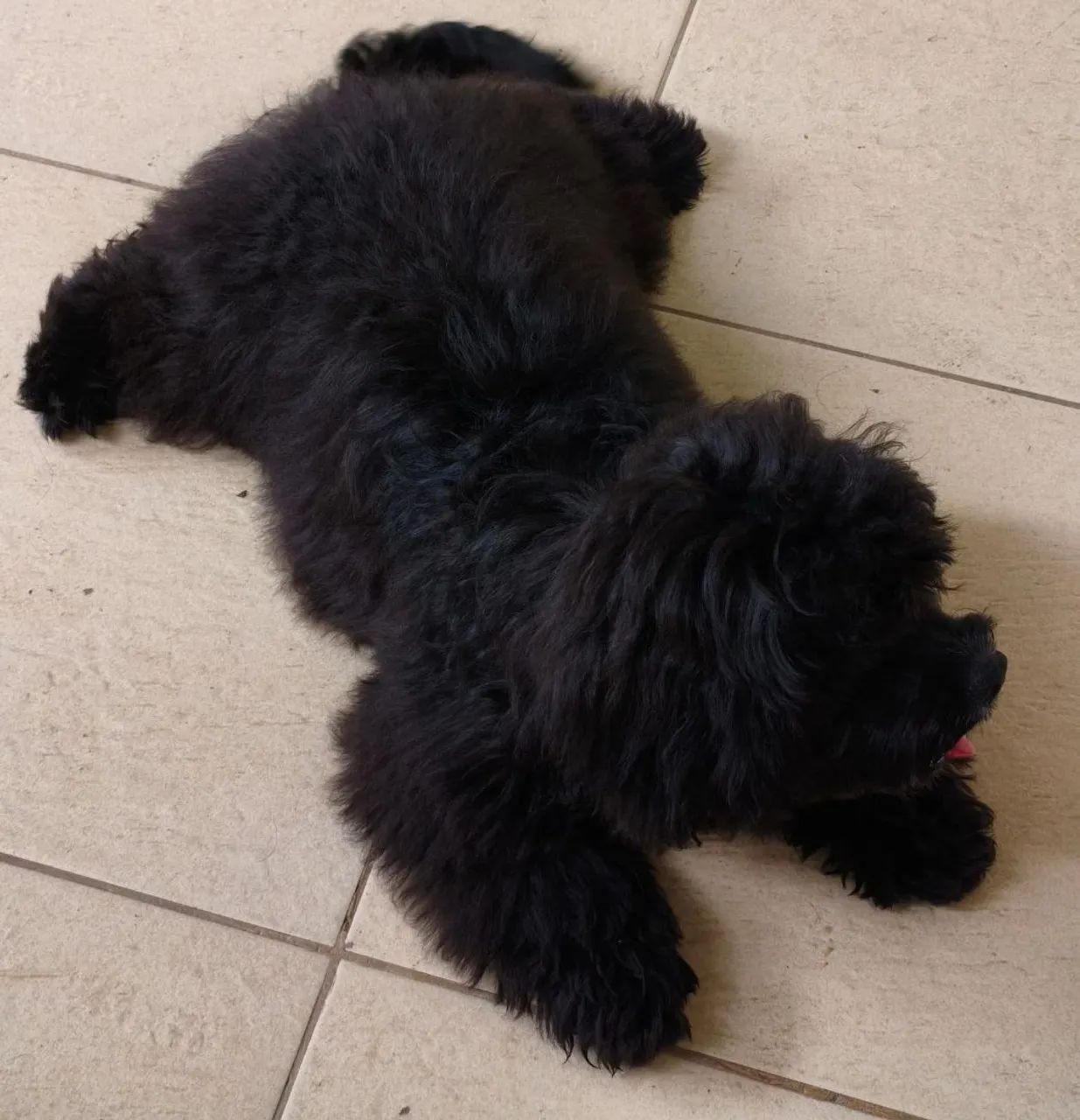 Cachorro poodle  - Foto 2
