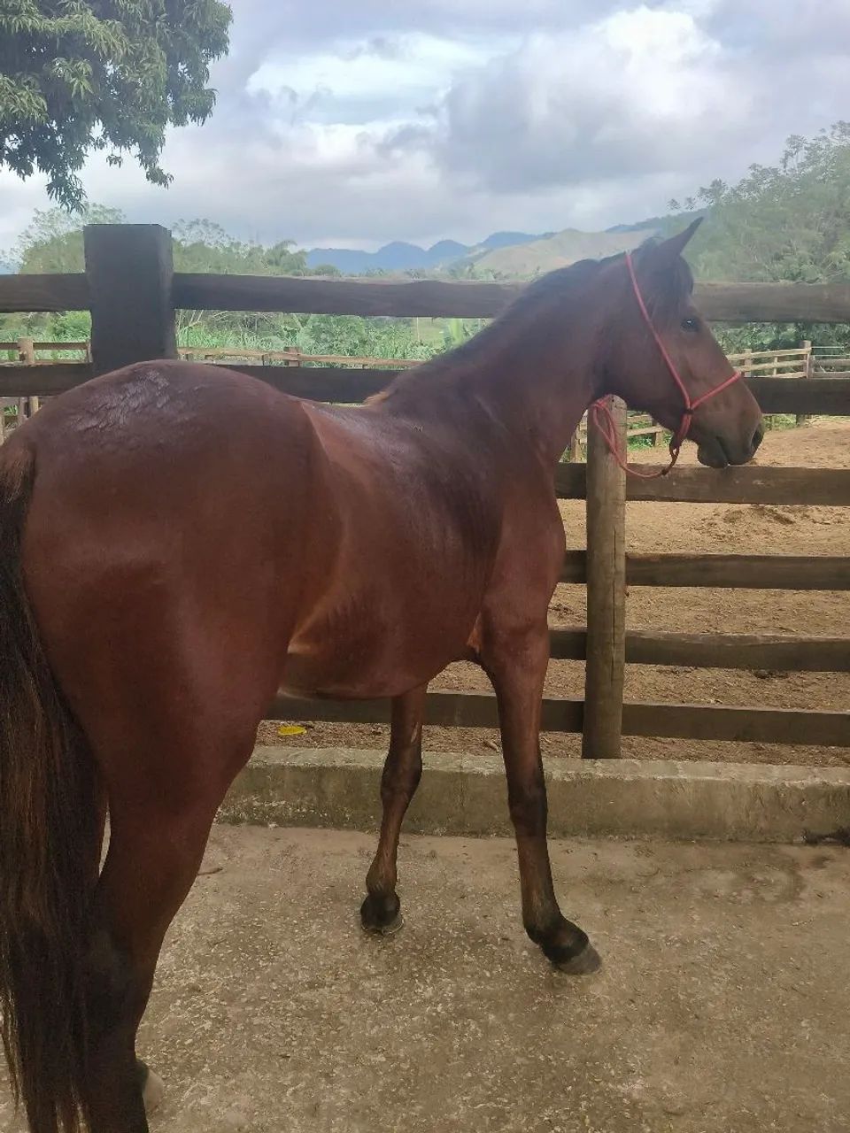 Potro mangalarga 