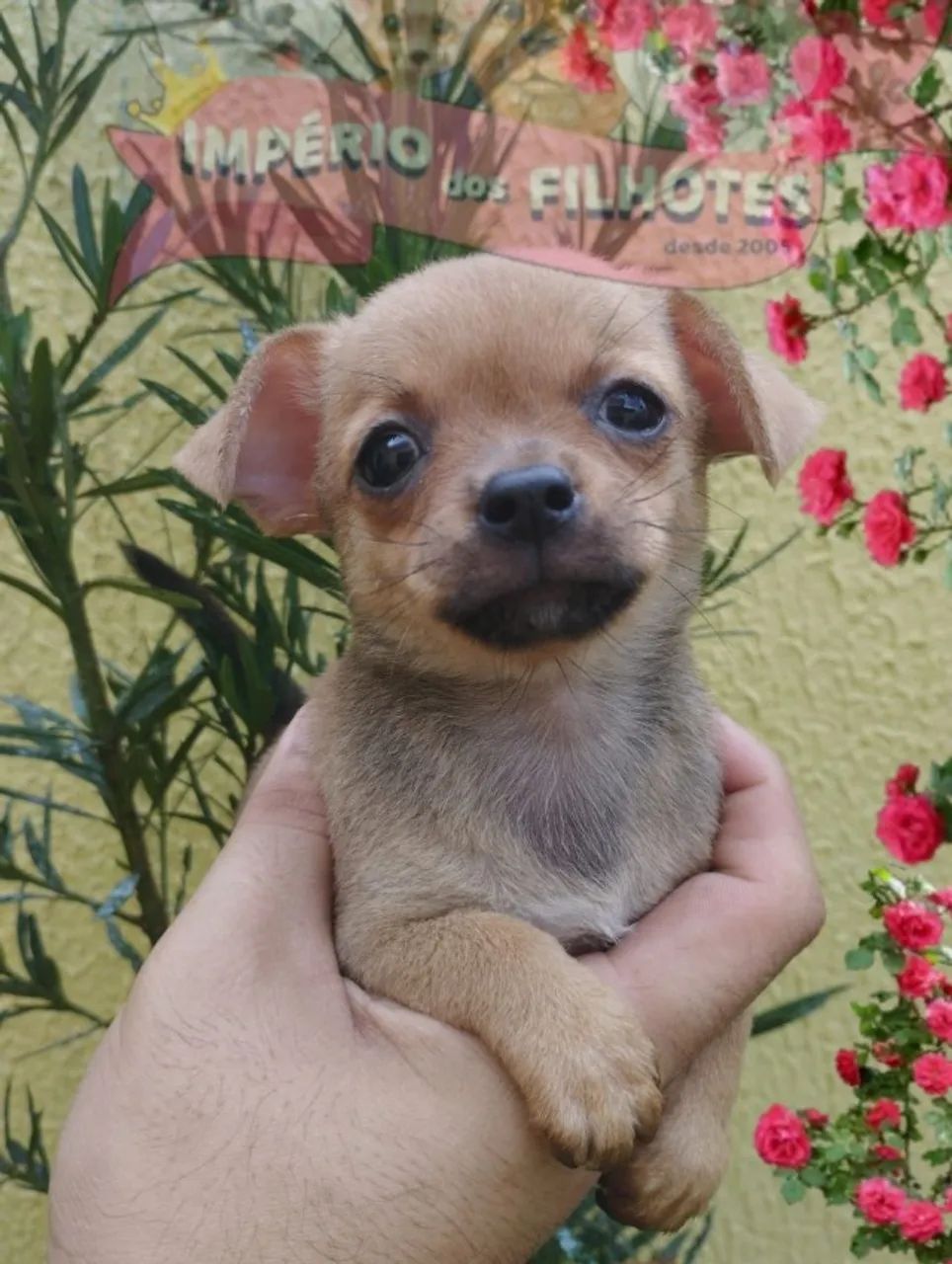 Vende-se Chihuahuas  - Foto 2