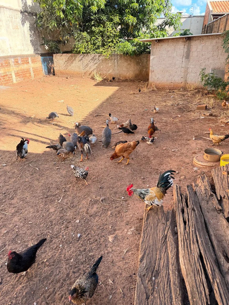 galinhas galizes  - Foto 3