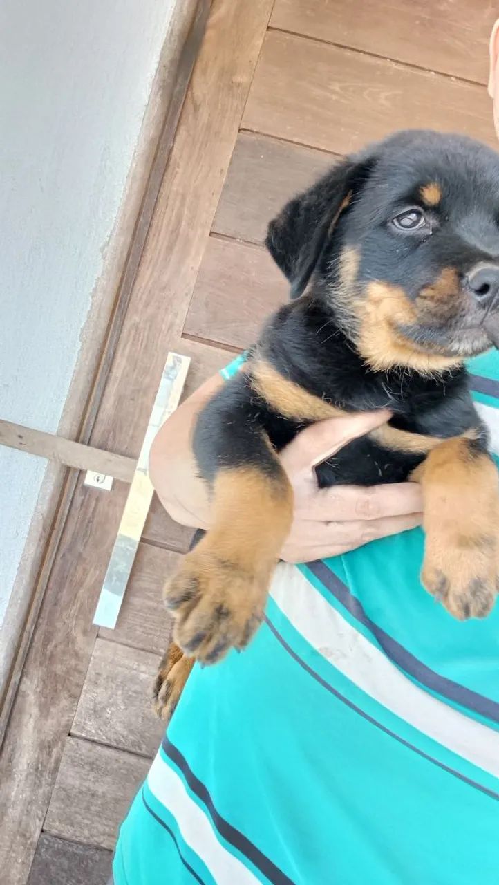 Rottweiler  - Foto 5