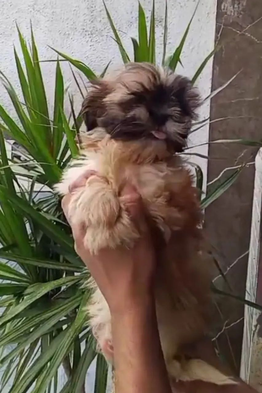 Oportunidade Shih-tzu Macho  - Foto 4