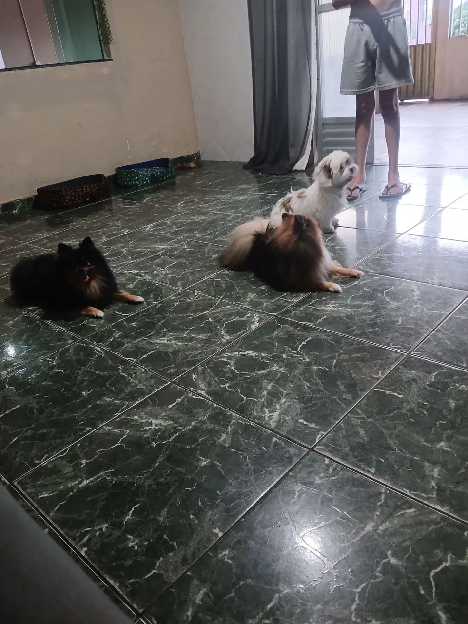 Hospedagem pets - Foto 2
