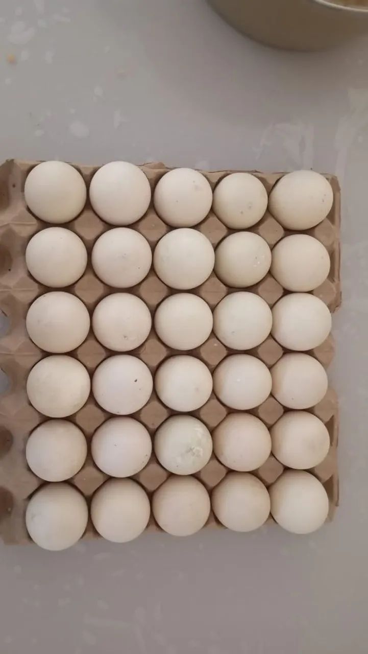 Ovos de pata 
