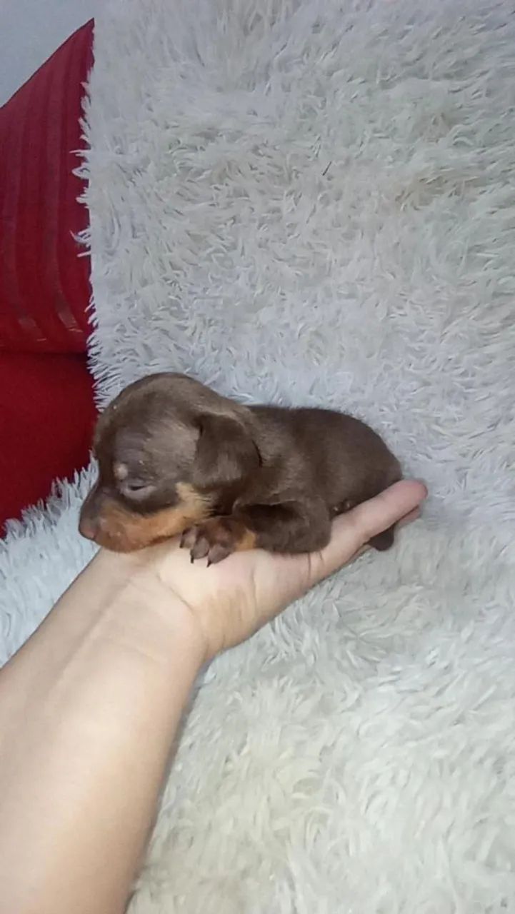 Pinscher zerinho macho( chocolate) - Foto 4
