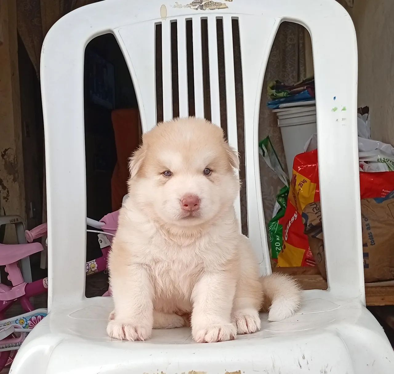 Husky siberiano macho  - Foto 4