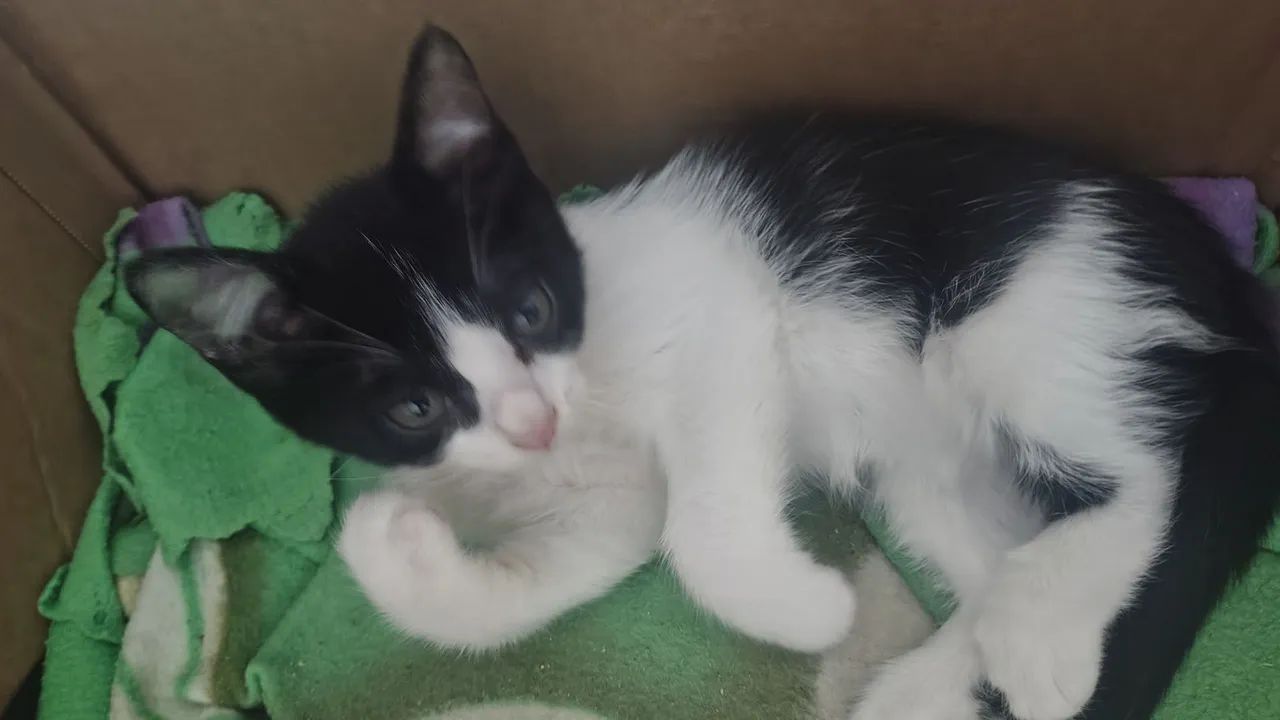 Doação de gatinhos  - Foto 5