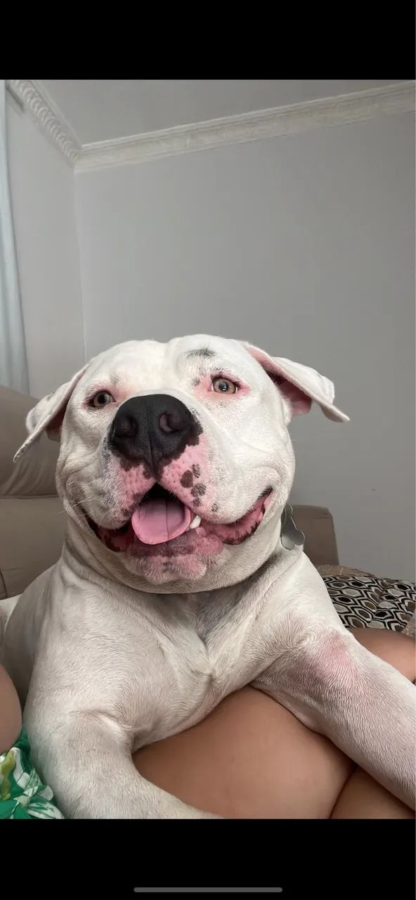 American Bully - Doação  - Foto 4