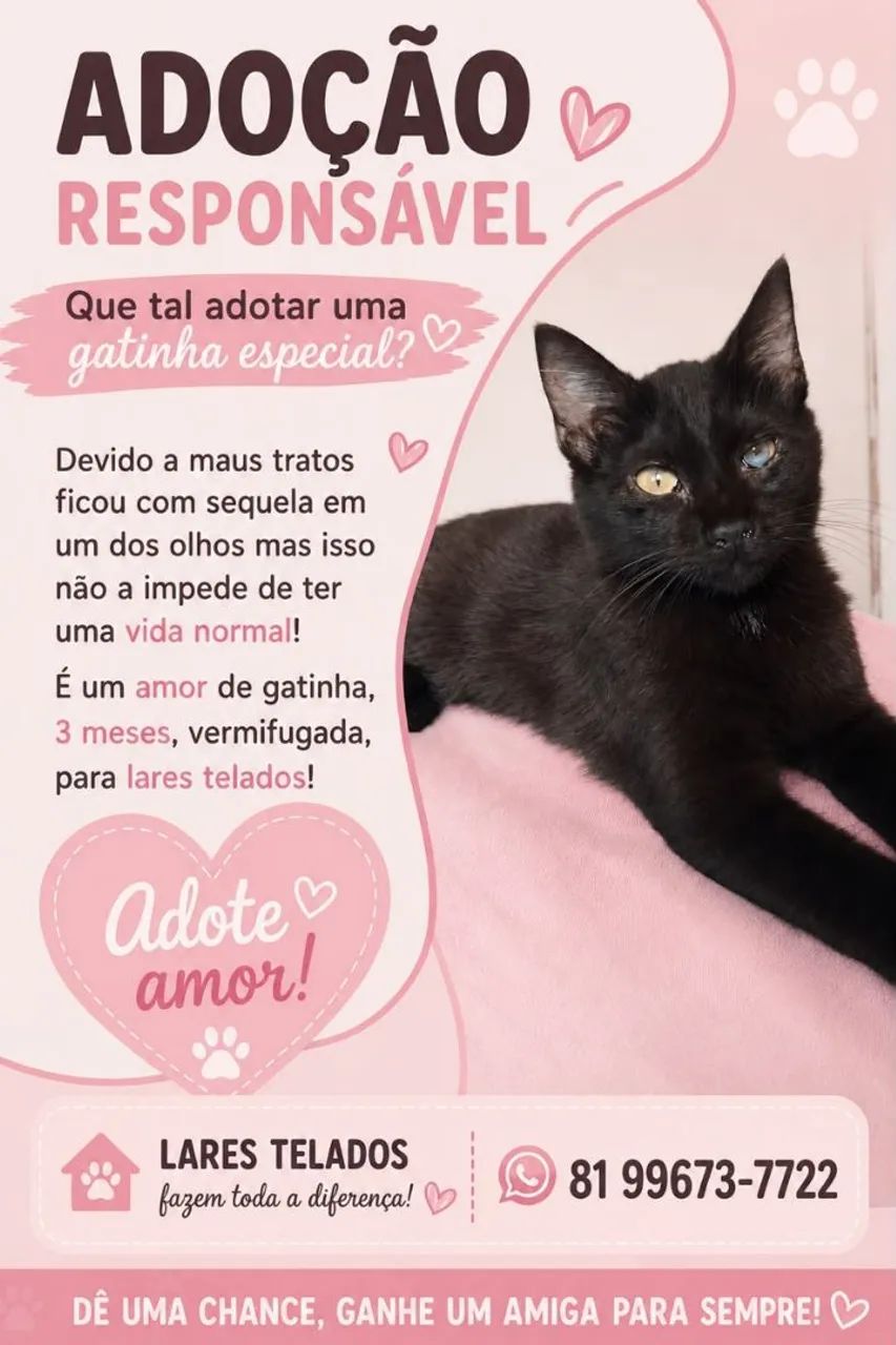 Gata para adoção responsável - Foto 2