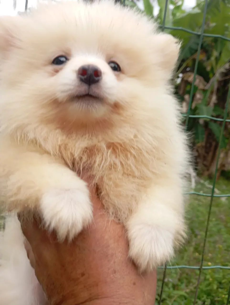 Spitz macho - Foto 2