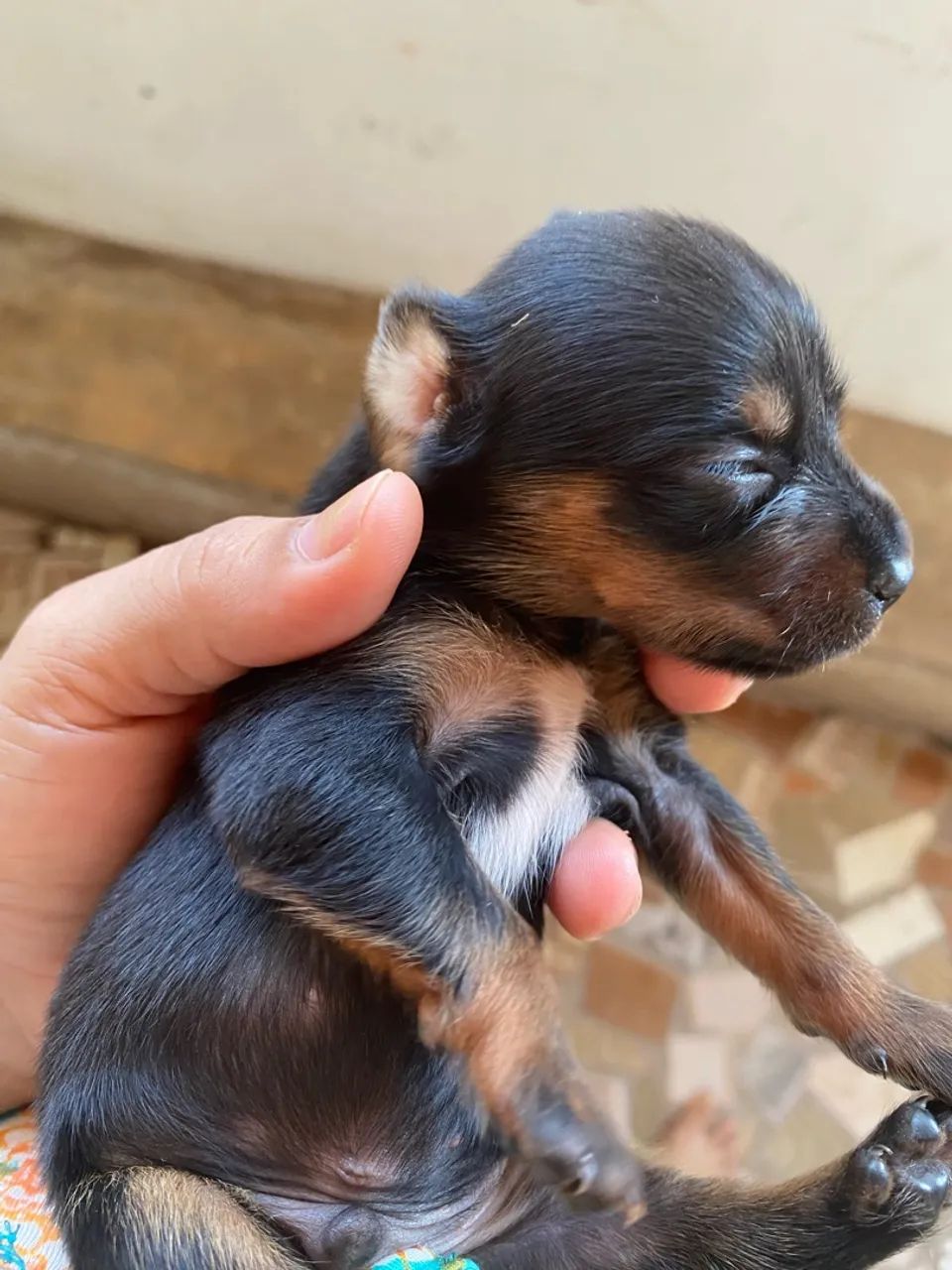Cachorro Pinscher número 2 - Foto 4