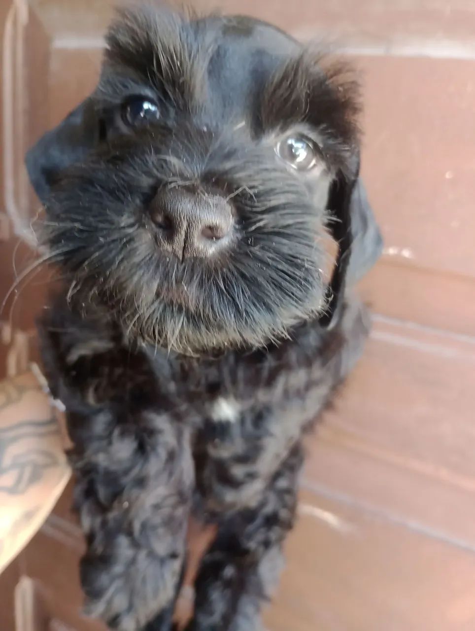 Schnauzer Miniatura macho  - Foto 2