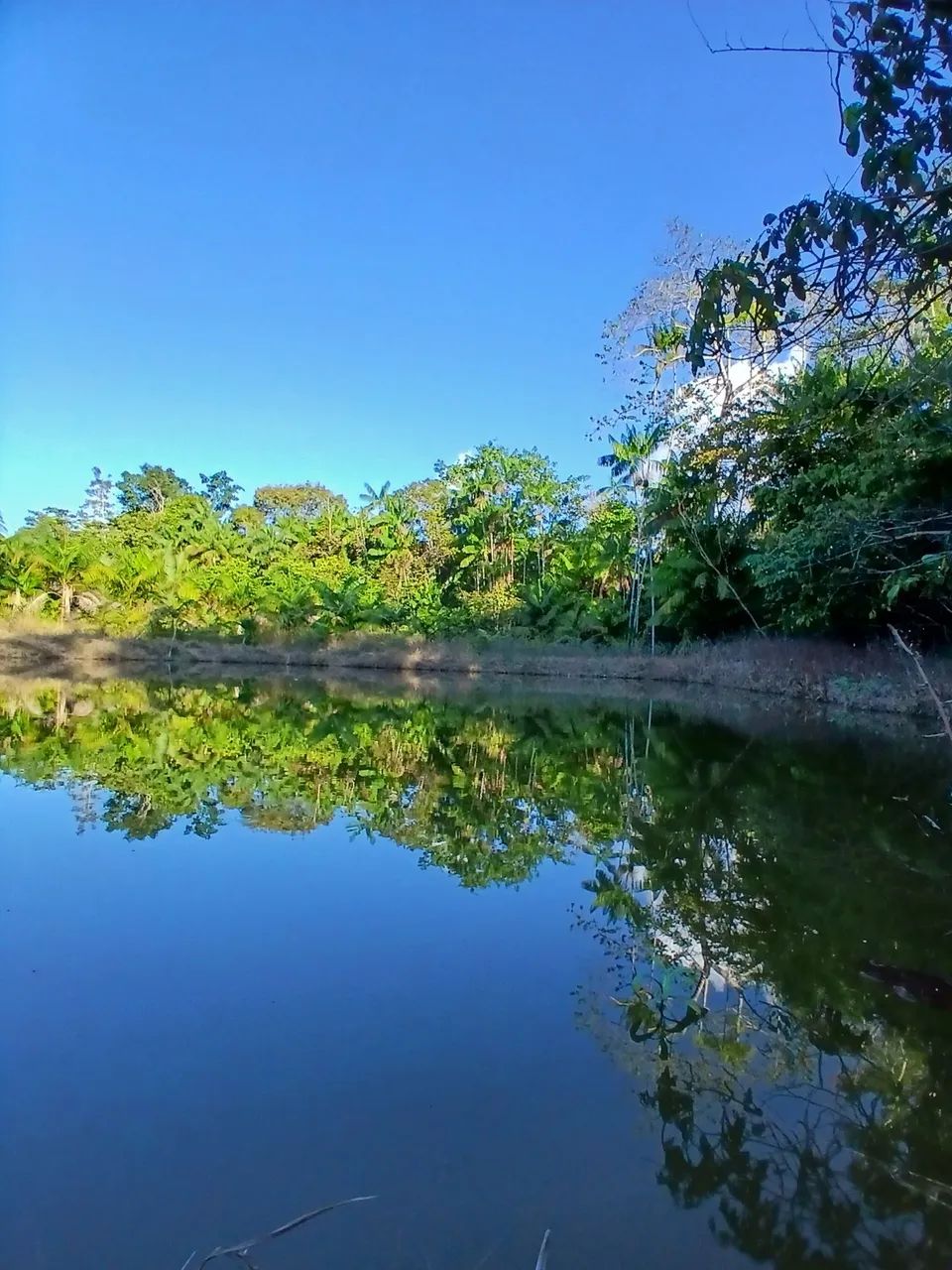 Chácara a venda - Foto 4