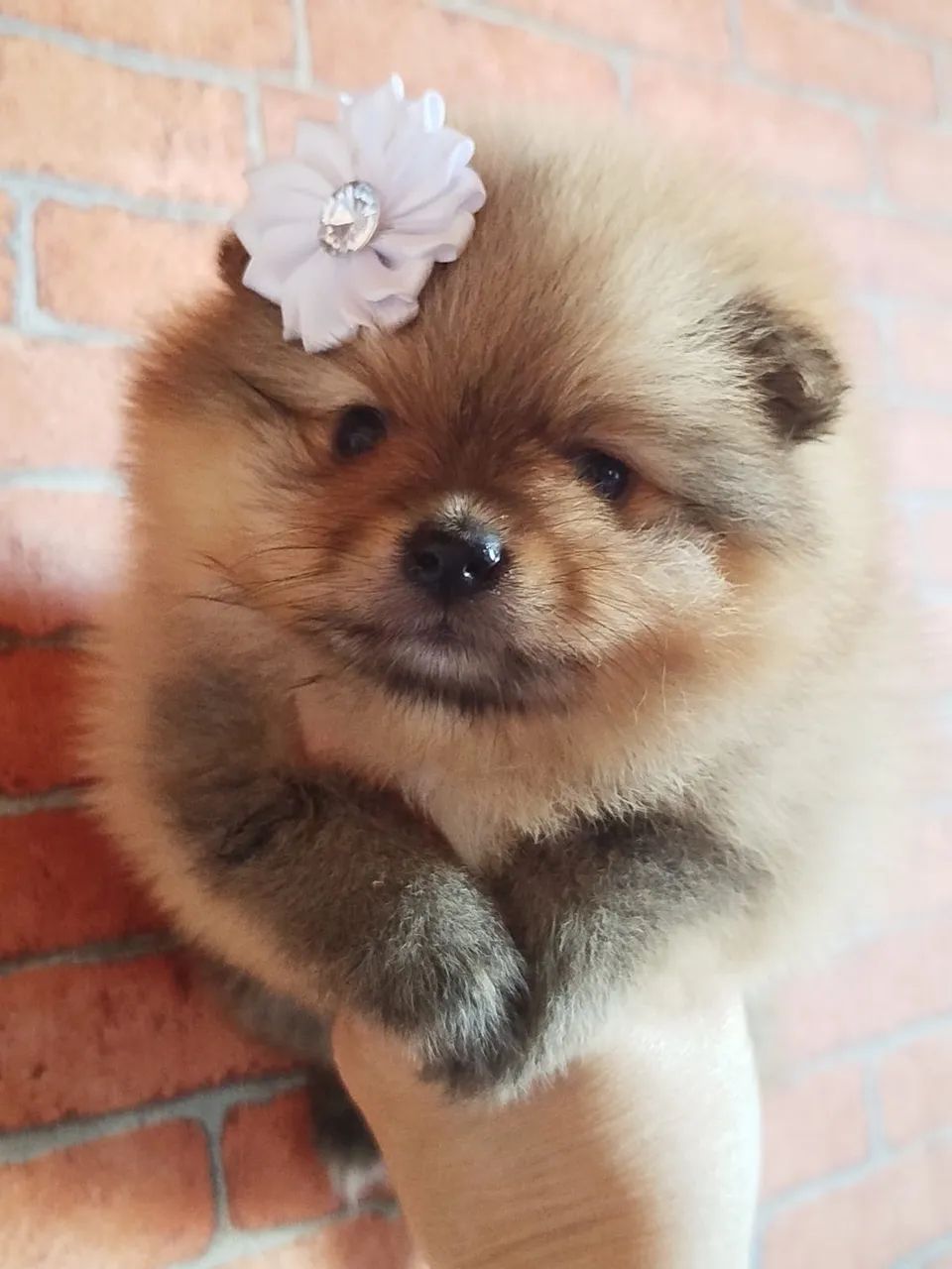 Spitz alemão  - Foto 2