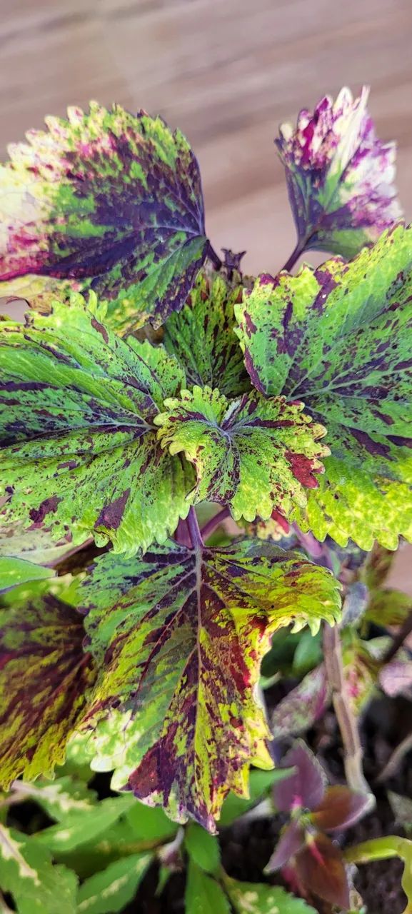 Mudas de coleus variados unidade valor para revendedores - Foto 2