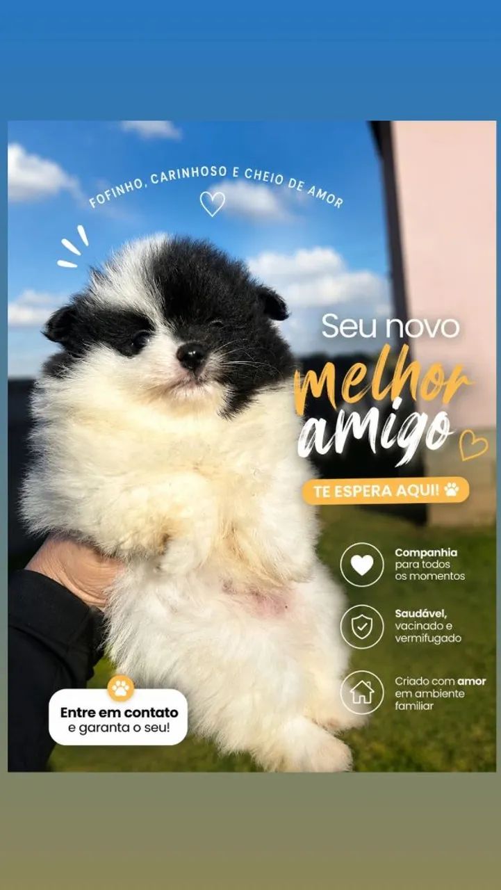SPTIZ ALEMÃO