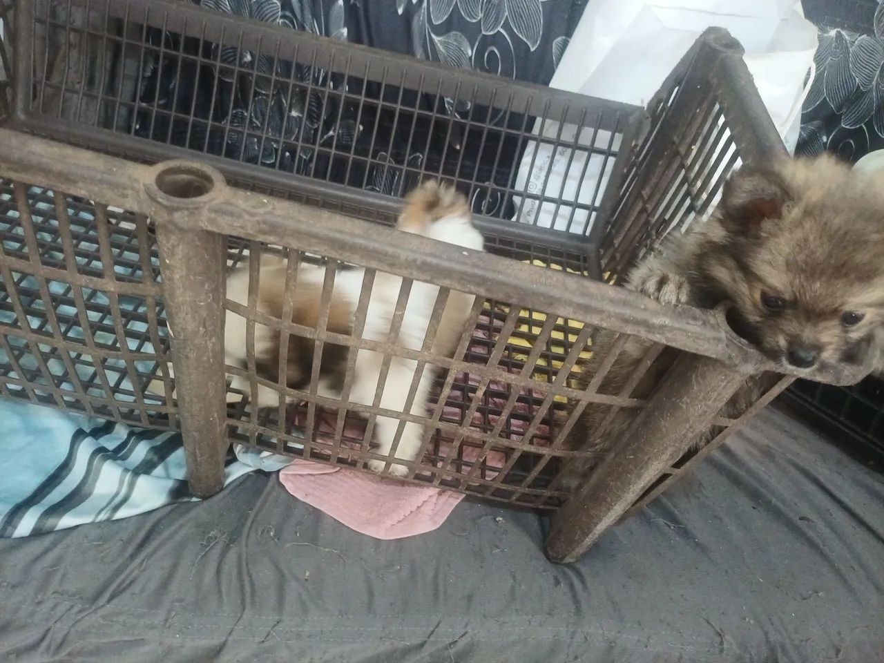 Animais de estimação  - Foto 3