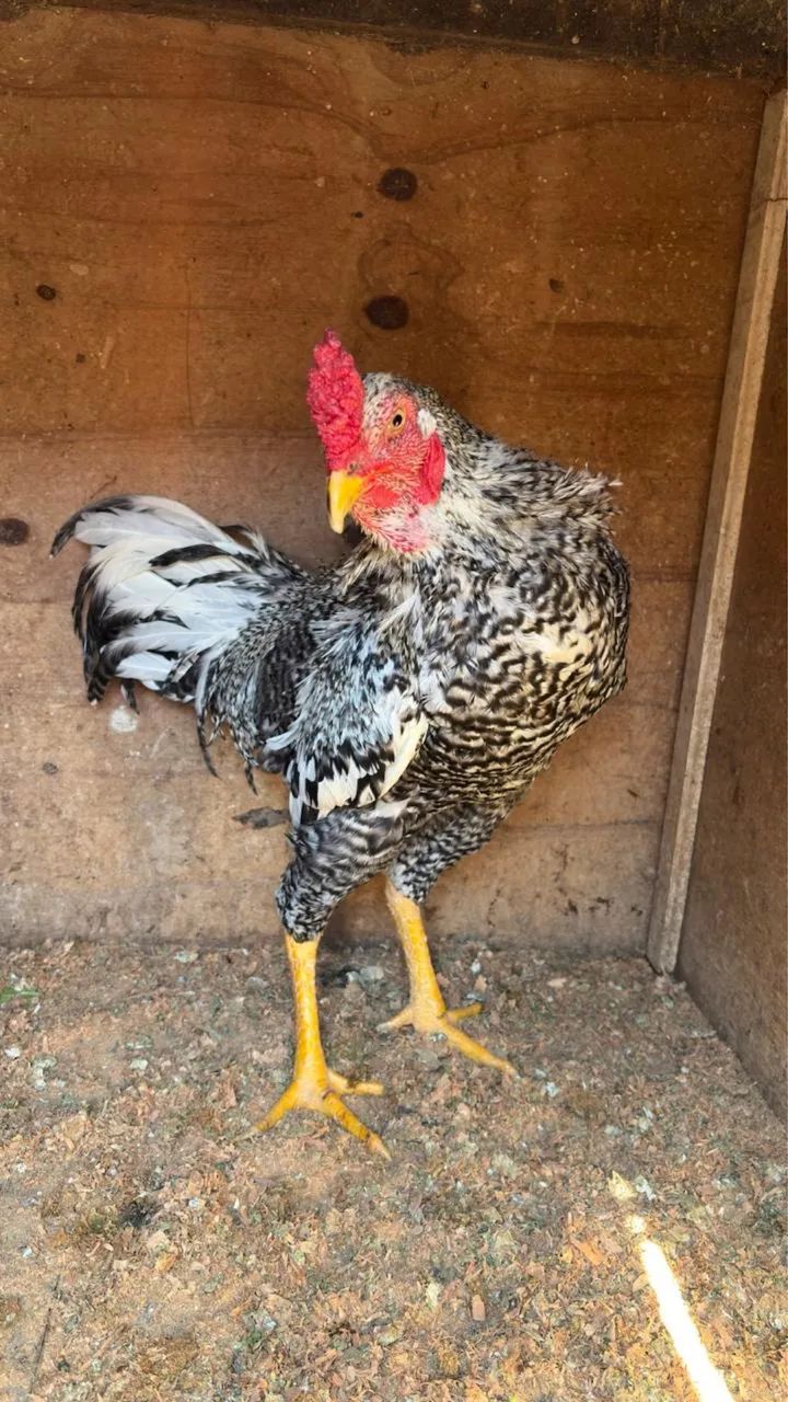 Frango Caipira - Foto 2