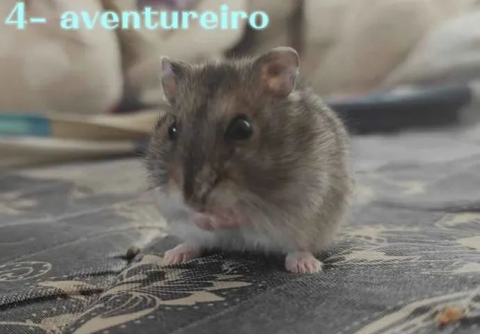 Hamster anão Russo