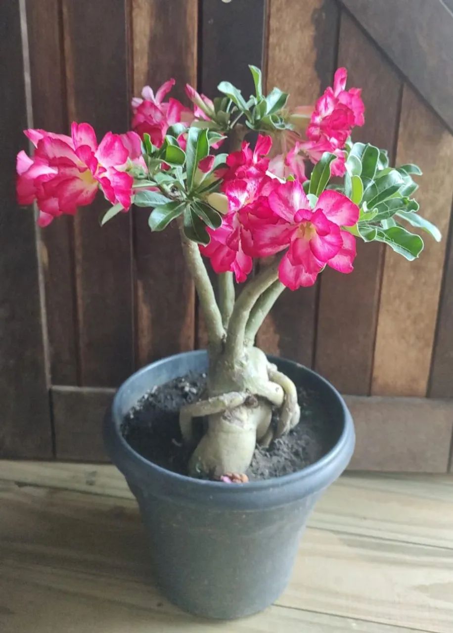 Rosa do Deserto  - Foto 5