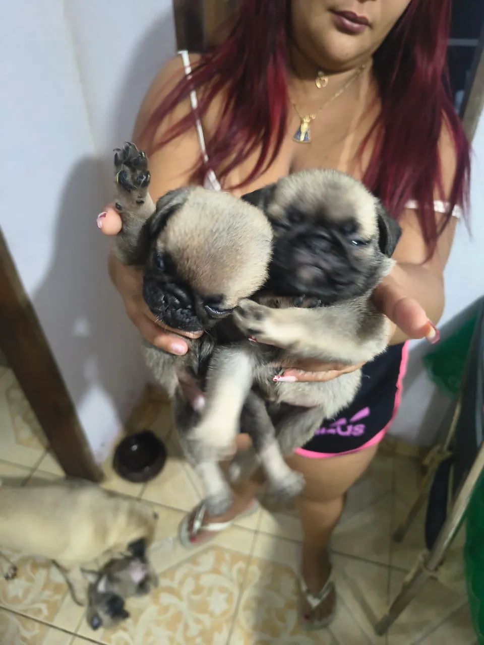 Cachorro  - Foto 4