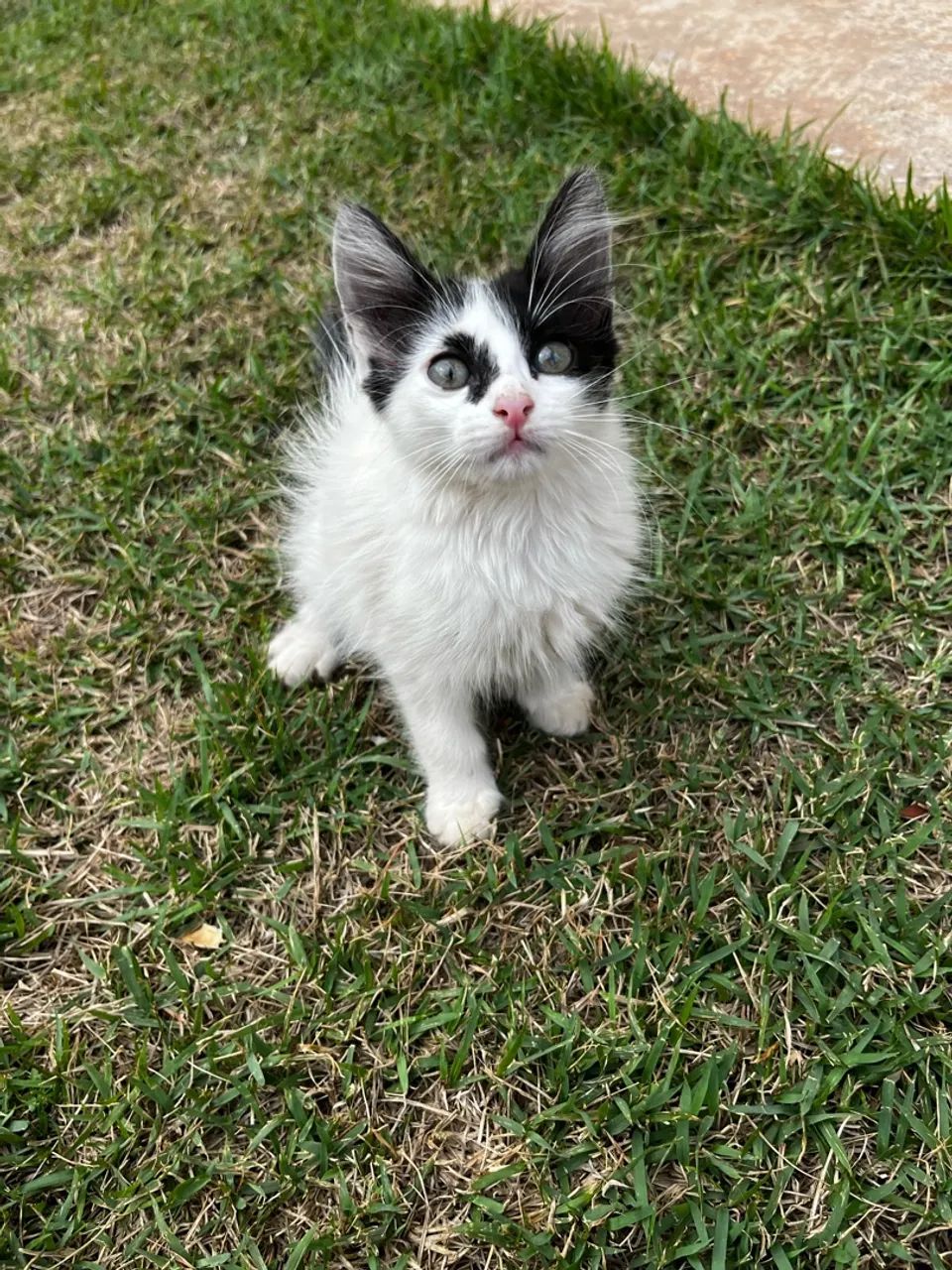 Doa-se gatinha  - Foto 2