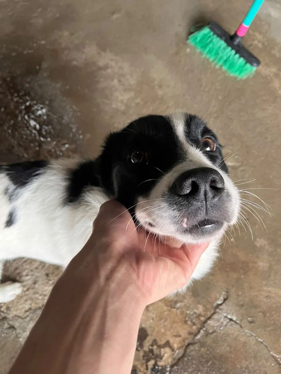 Cachorro com 1 Ano  - Foto 2