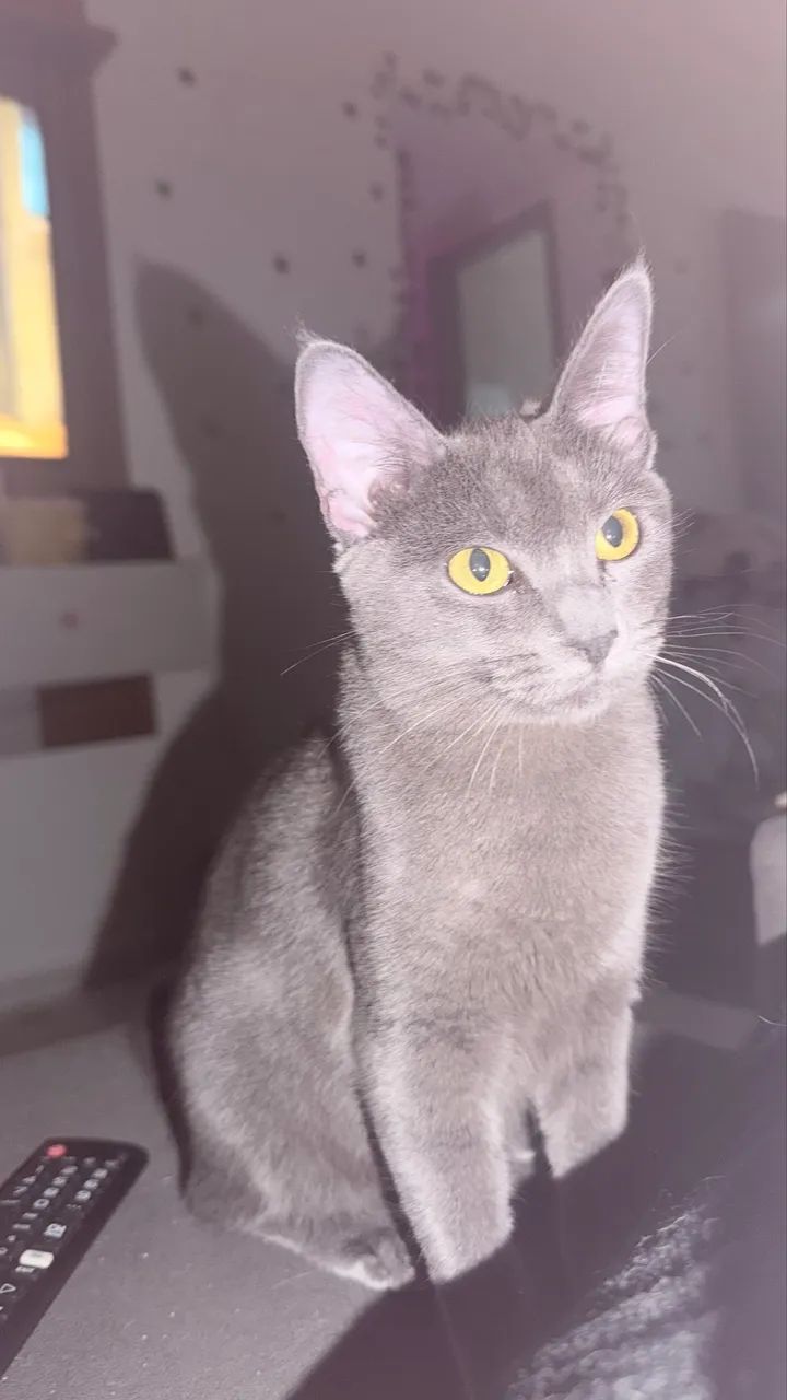 Animal - Foto 2