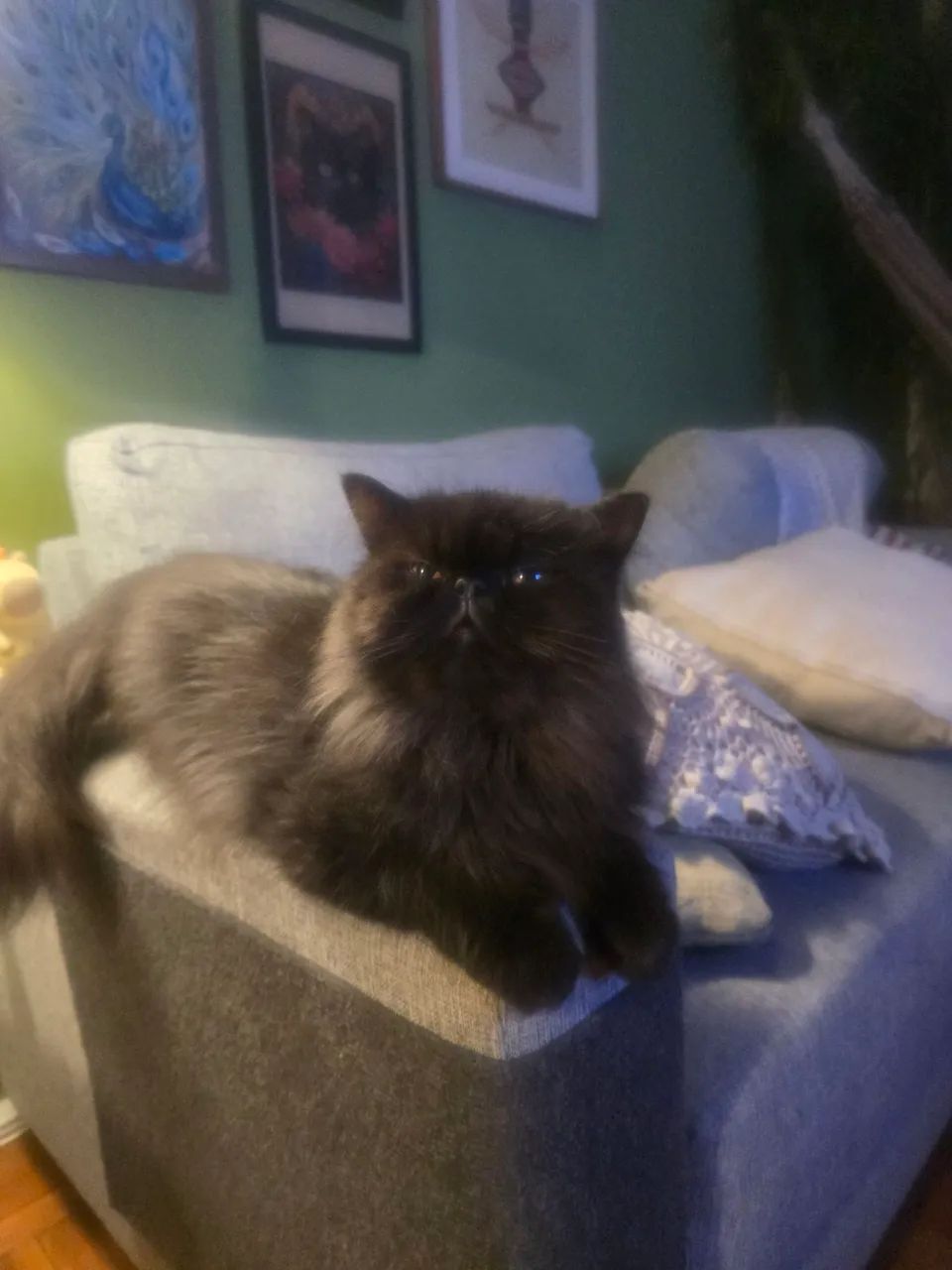 Gato Persa Doação 