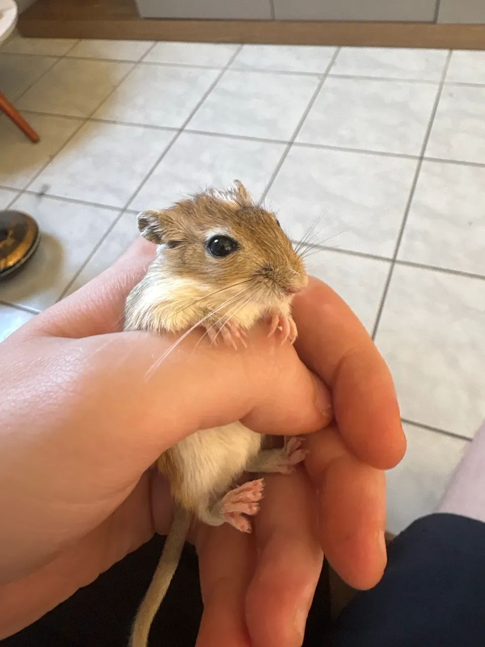 Vendo Gerbil filhote agouti macho 